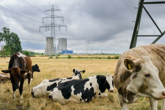 Írsko zvažuje, že utratí 200-tisíc kusov dobytka, aby naplnilo klimatické ciele