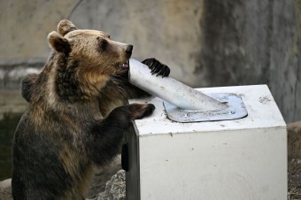 Symbolom odporu proti medveďom sa stala matka s vidlami v rukách
