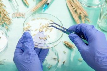 Budú odolnejšie voči klíme aj škodcom, môžu však zlikvidovať malých farmárov