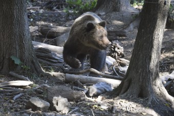 Ochranári, poľovníci a ministerstvo sa zhodli, že situácia je vyhrotená