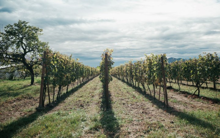 Ekologické vinárstva v Tokaji pestujú vinič šetrne voči prírode