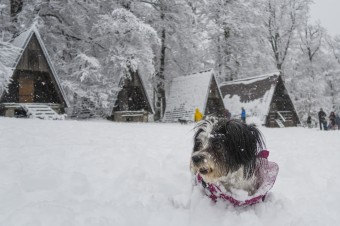 Viaceré domácnosti budú počas Vianoc bez prúdu, opravy komplikuje počasie