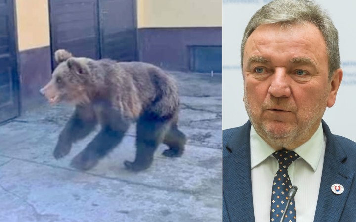 Pri vyčíňaní zvieraťa zostalo zranených päť ľudí. Primátor chce poľovníkov