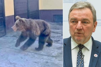 Pri vyčíňaní zvieraťa zostalo zranených päť ľudí. Primátor chce poľovníkov