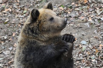 Vláda schválila ústavný návrh o strieľaní medveďov