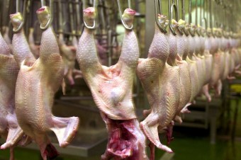 Polovica hydiny v nemeckých supermarketoch obsahuje nebezpečné baktérie