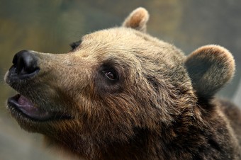 V lokalite Želobudská skalka na Poľane napadol dve osoby