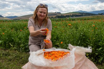 Bylinky pestujú na poliach a zbierajú ručne ako kedysi. Ich čaje dostal aj pápež