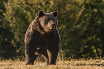 Muž, ktorého v katastri obce Hybe napadol medveď, svojim zraneniam podľahol