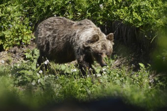 V Malých Karpatoch videli medvede, ochranári upokojujú ľudí 
