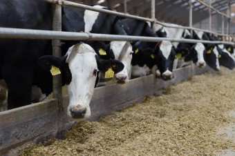 Ak sa nákaza zo Žitného ostrova nerozšíri, škody na produkcii hovädzieho mäsa a mlieka nemusia byť zásadné