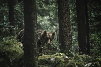 Počet 350 jedincov nemá odborný podklad, vymyslelo si ho vedenie ministerstva