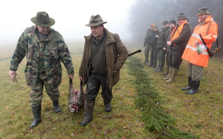 Africký mor sa šíri, veterinári nariadili usmrtiť diviačiu zver vo zverniciach