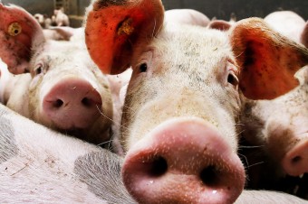 Rusko nám ponúklo spoluprácu pri riešení afrického moru ošípaných 
