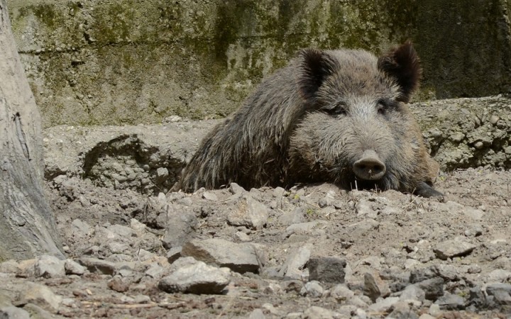 Africký mor ošípaných zistili po Trebišove už aj v okrese Michalovce
