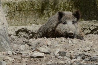 Africký mor ošípaných zistili po Trebišove už aj v okrese Michalovce
