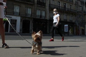 Psy a mačky podľa veterinárov aktívne neprenášajú koronavírus na človeka