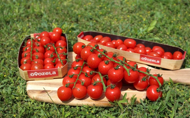 Slovenskí farmári z družstva OVOZELA pripravujú novú exkluzívnu odrodu paradajok